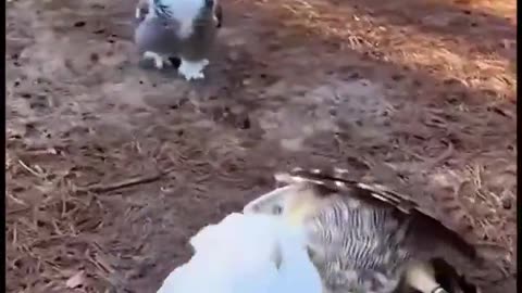 Woe Day 79. I am in the ark. Waiting for GOD to open the Door for a spring/summer Pentecost rapture