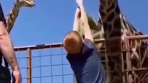 Animal Funny Video