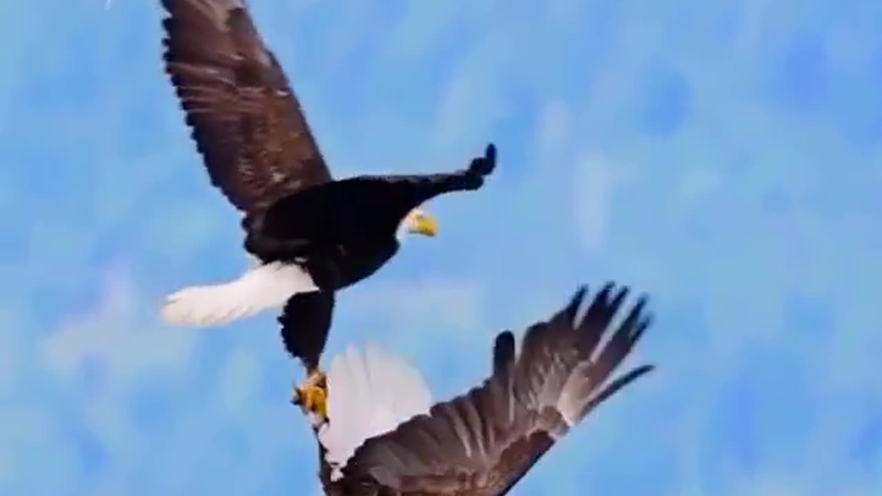 Dance of the Eagles
