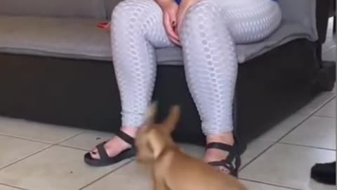 Funny Animal