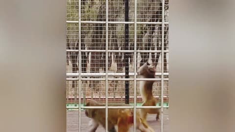 Funny Animals