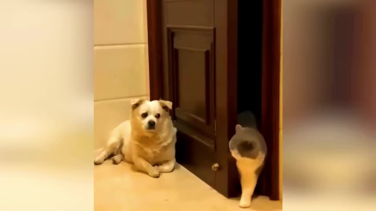 funniest cats and dogs videos 2025, part 107