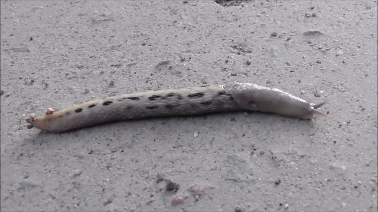 Perinteinen Ukkoetanavideo
