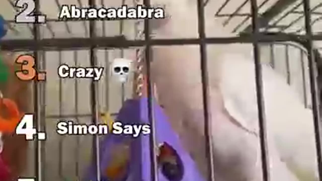 Ranking the best parrots