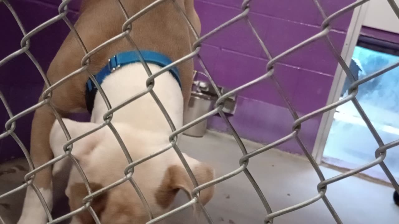 Mufasa 1y Pet Id 949249 kennel 17 HSSAZ shelter was our 1st meetin Seems very socialized2025919830
