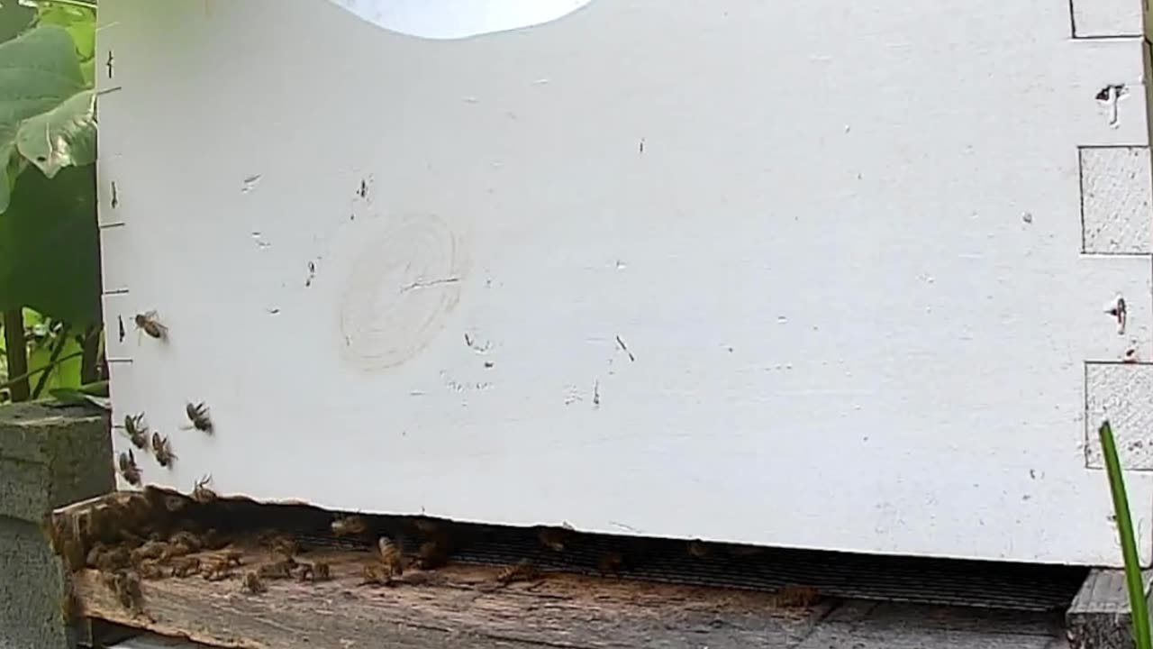 Bees at Noontime