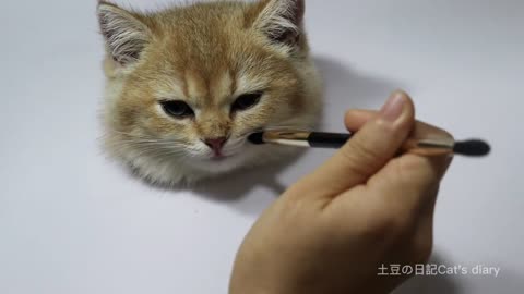 Today is master-class： howto paint acat.Cute kitten