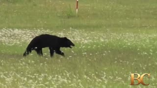 Bear on runway forces airport in Japan to cancel flights