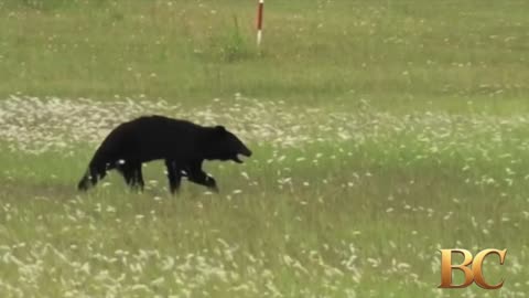Bear on runway forces airport in Japan to cancel flights