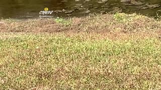 TURTLES SUNBATHING!