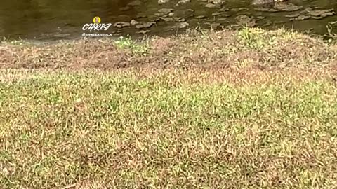 TURTLES SUNBATHING!