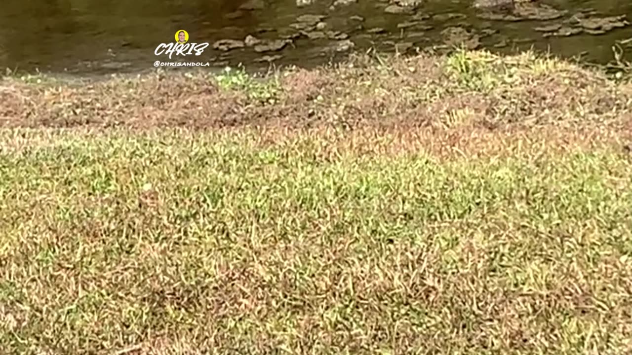 TURTLES SUNBATHING!
