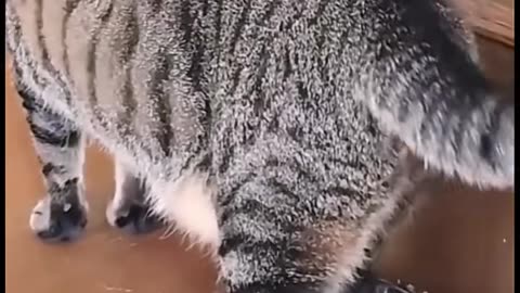 Funny A Little Turtle and Cat