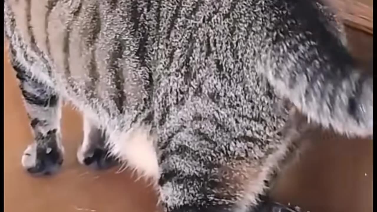 Funny A Little Turtle and Cat