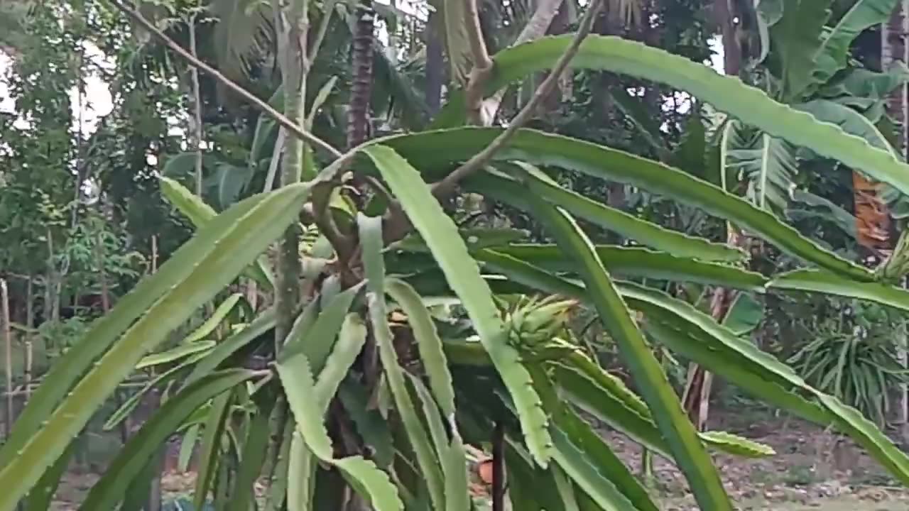 3 minute timelapse video