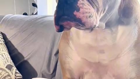 Bite Now, Ask Questions Later