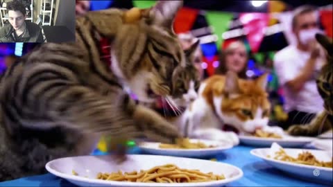 Outtake #1,190 Of The Cats Attempt The Vegan Pasta Eating Contest Fake Funny Parody Video