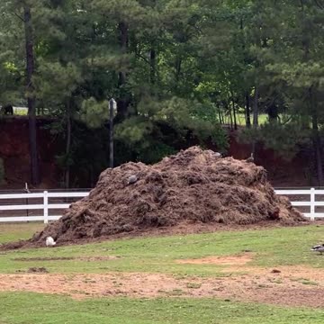 Ducks are King of the Hill