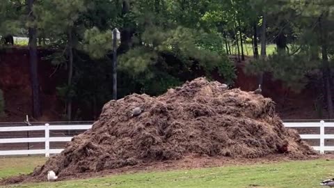 Ducks are King of the Hill