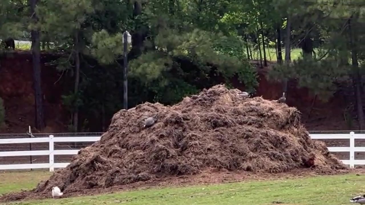 Ducks are King of the Hill
