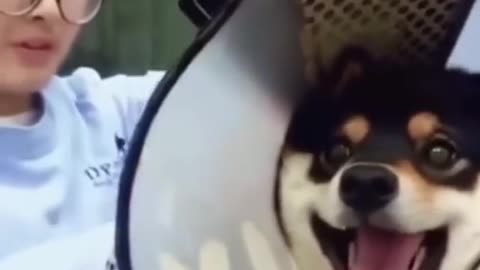 Funny dog moments 24🤣