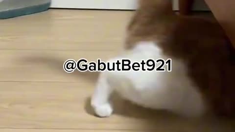 funny cat