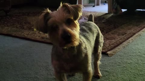 Batman and the Crying Game #yorkies #funnydogs #puppy