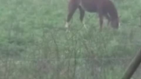 horse