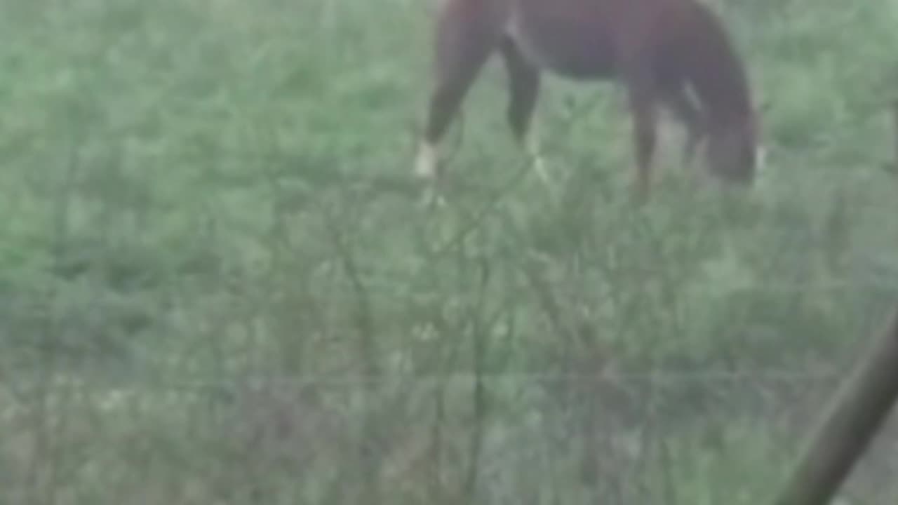 horse