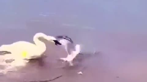 Protective mother
