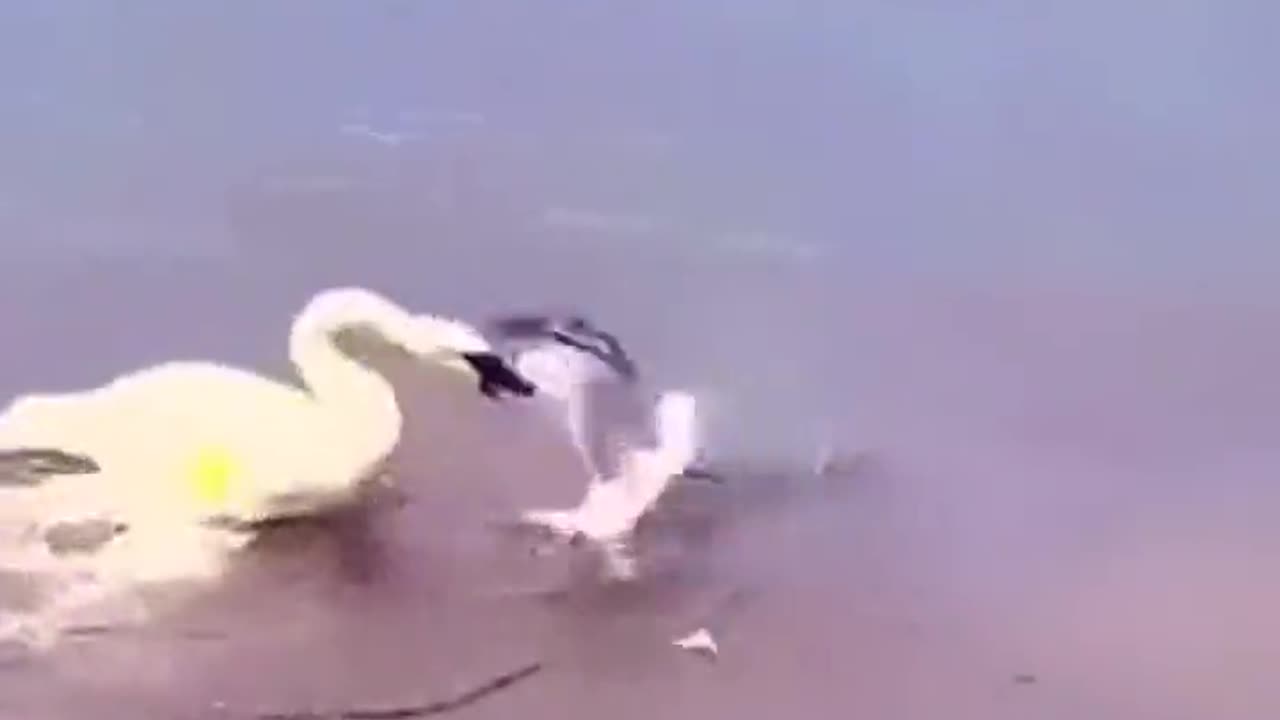 Protective mother