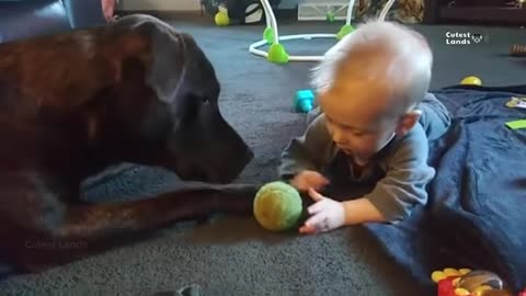 funniest cats & dogs moments compilation