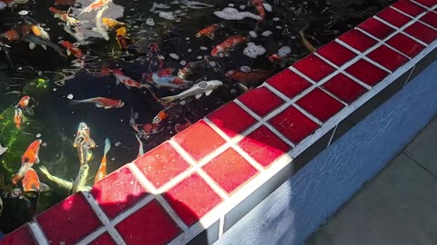 Laguna Koi Ponds