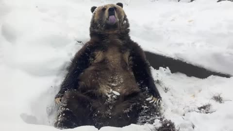 Funny Animals Losing Their Minds Over SNOW! ❄️🤣 The Funniest ANIMALS Video 2026