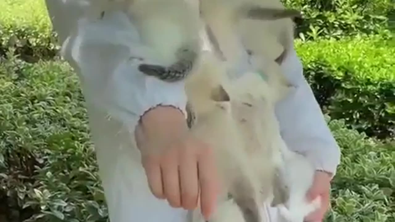 so many cats with a person