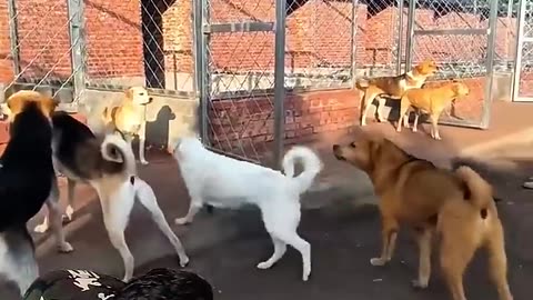 Brabo cachorro líder
