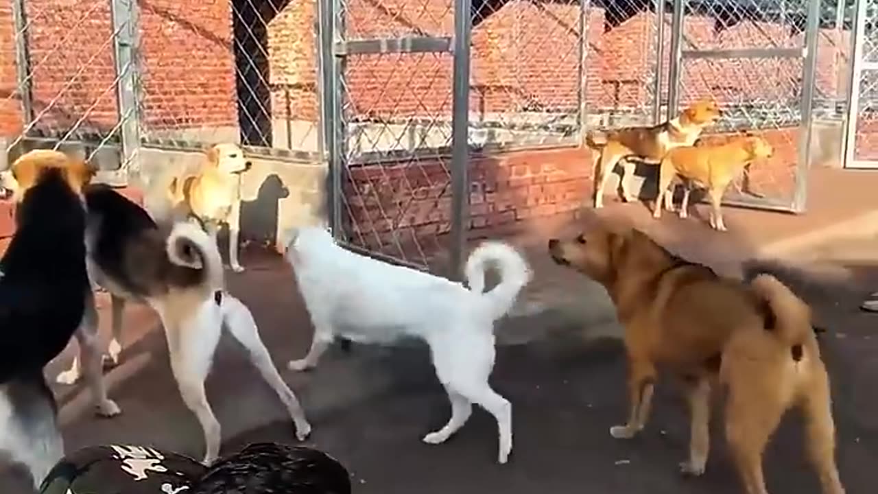 Brabo cachorro líder