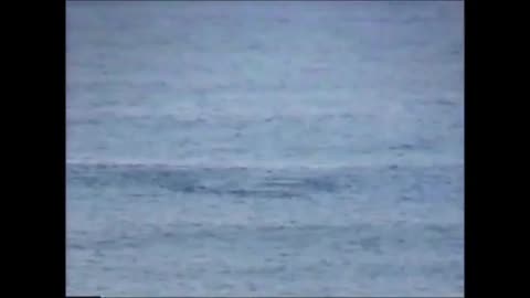 Dolphins at Myrtle Beach