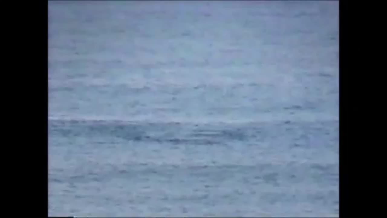 Dolphins at Myrtle Beach