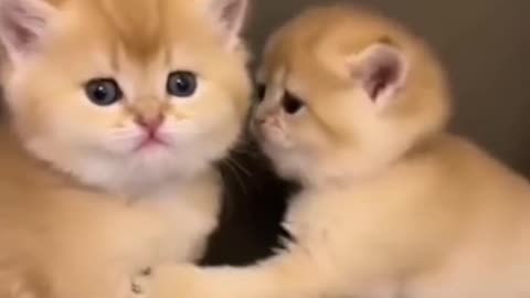 "Kitten Discovers Doorstop - Comedy Gold!"
