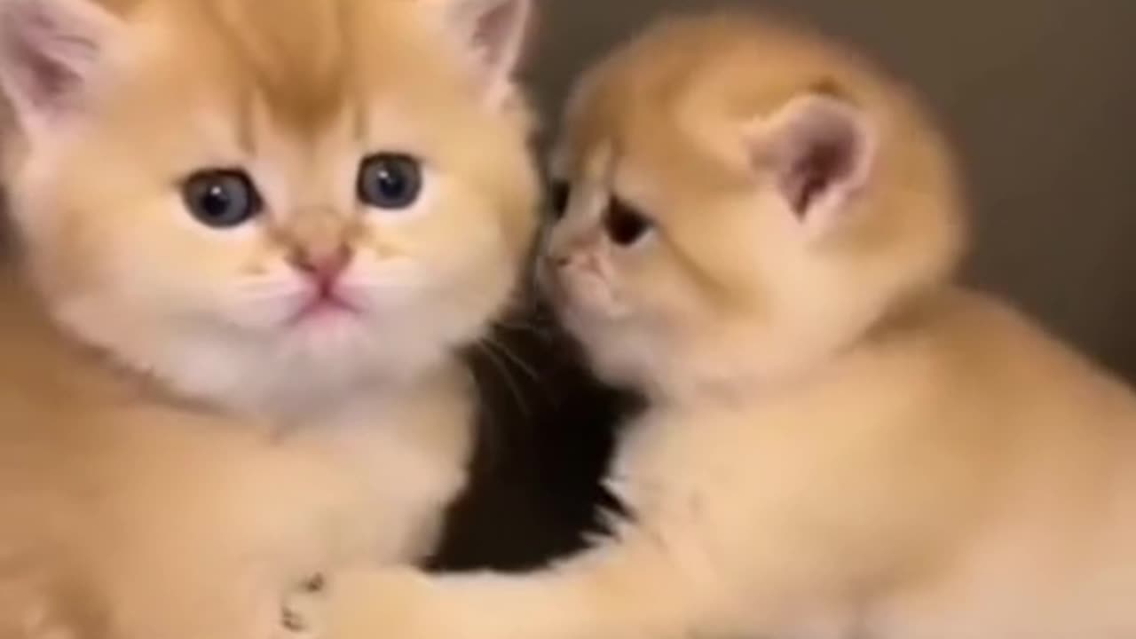 "Kitten Discovers Doorstop - Comedy Gold!"