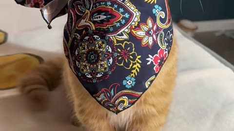 Meet a real cowboy kitten!