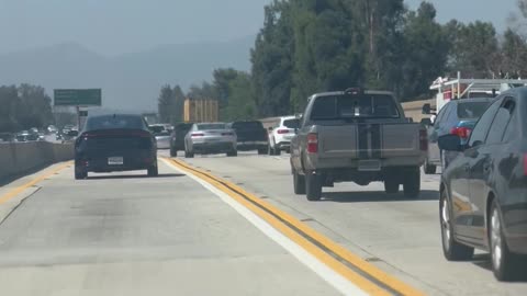 Curly-Coated Dog Enjoys Windy Freeway Ride
