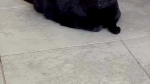 Cute Precious Piper Guards the Table and Chairs - Adopting a Cat from a Shelter Vlog #shorts