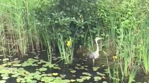BEAUTIFUL HERON
