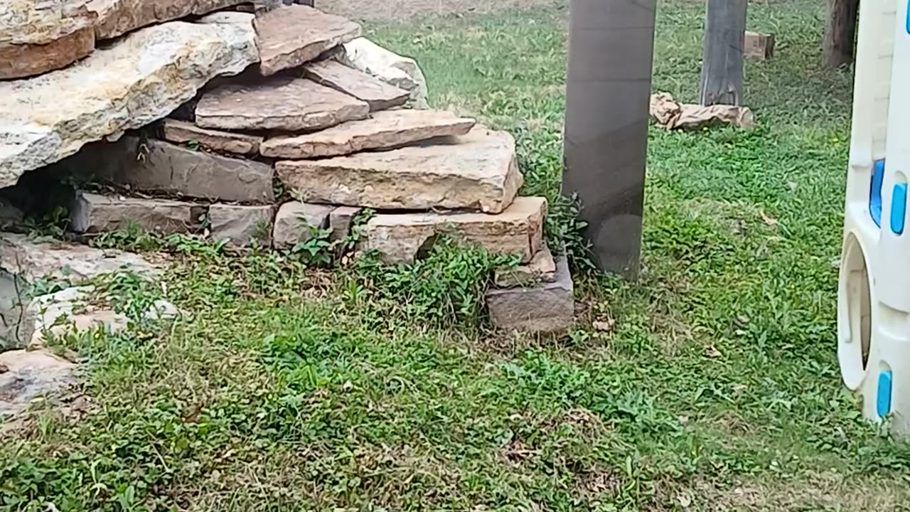 May 2025 Pueblo Zoo Trip Part 3