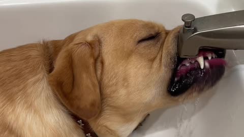 Sampson Needs Water