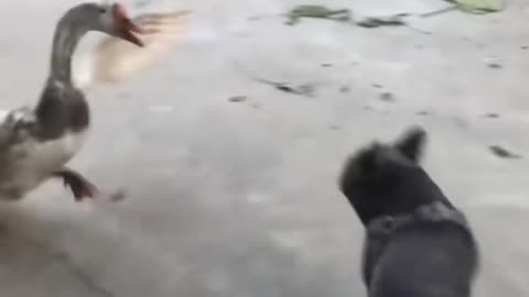 duck and dog being hilarious together you’ll laugh so hard! 😂