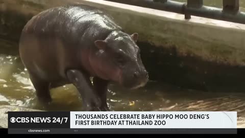 Moo Deng the hippo celebrates 1st birthday