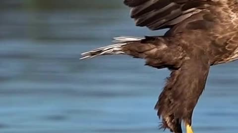 The eagle’s eyes never miss — one fish, one chance.